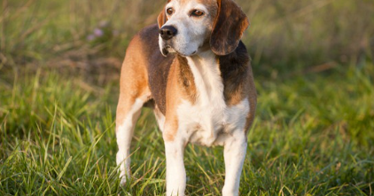 아메리칸 폭스하운드