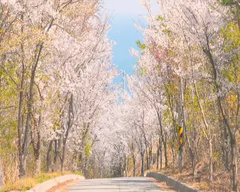 경주벚꽃축제_21