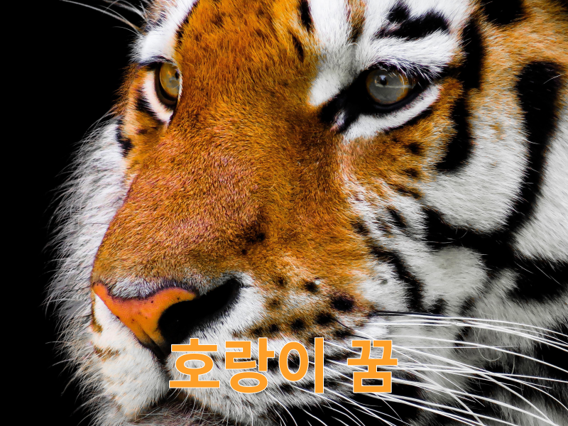 꿈에 호랑이가 나왔다면 복권을 사보자!