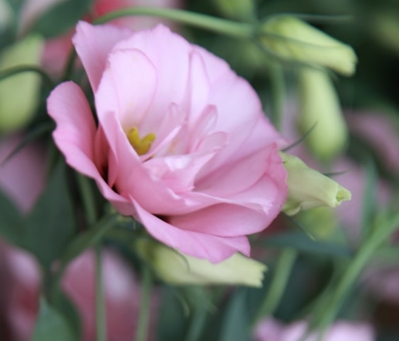 리시안셔스 키우기