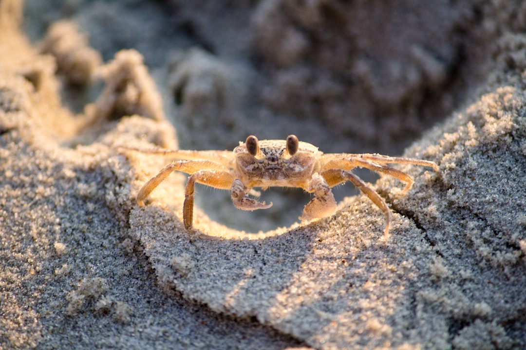 Crab