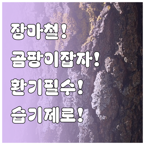 장마철 곰팡이 잡는 환기와 습기 관리..