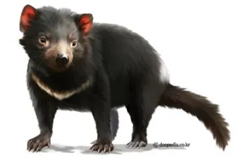 태즈메이니아 데빌 특징 매력 성격_10