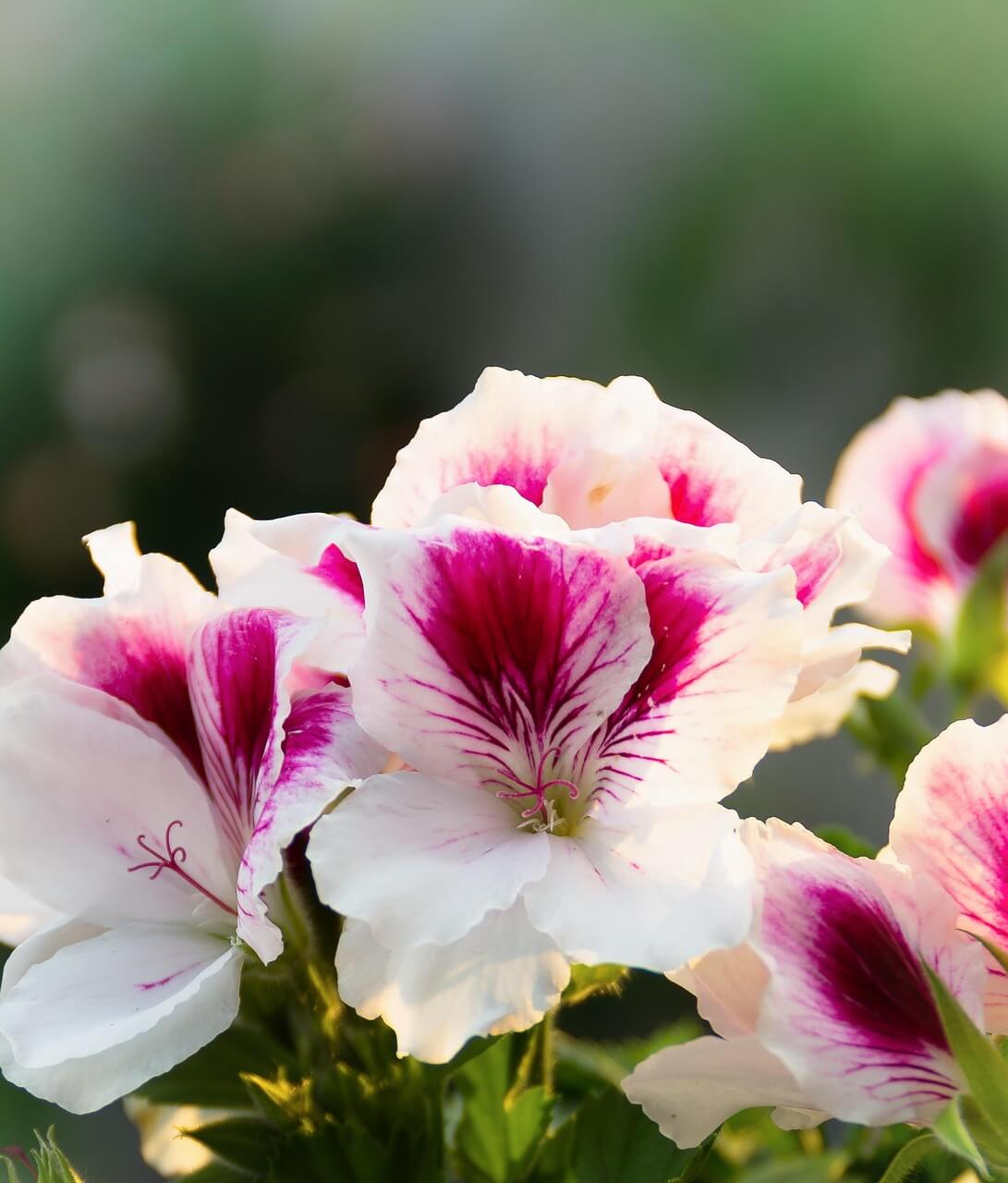 집중력을 향상시켜주는 꽃들