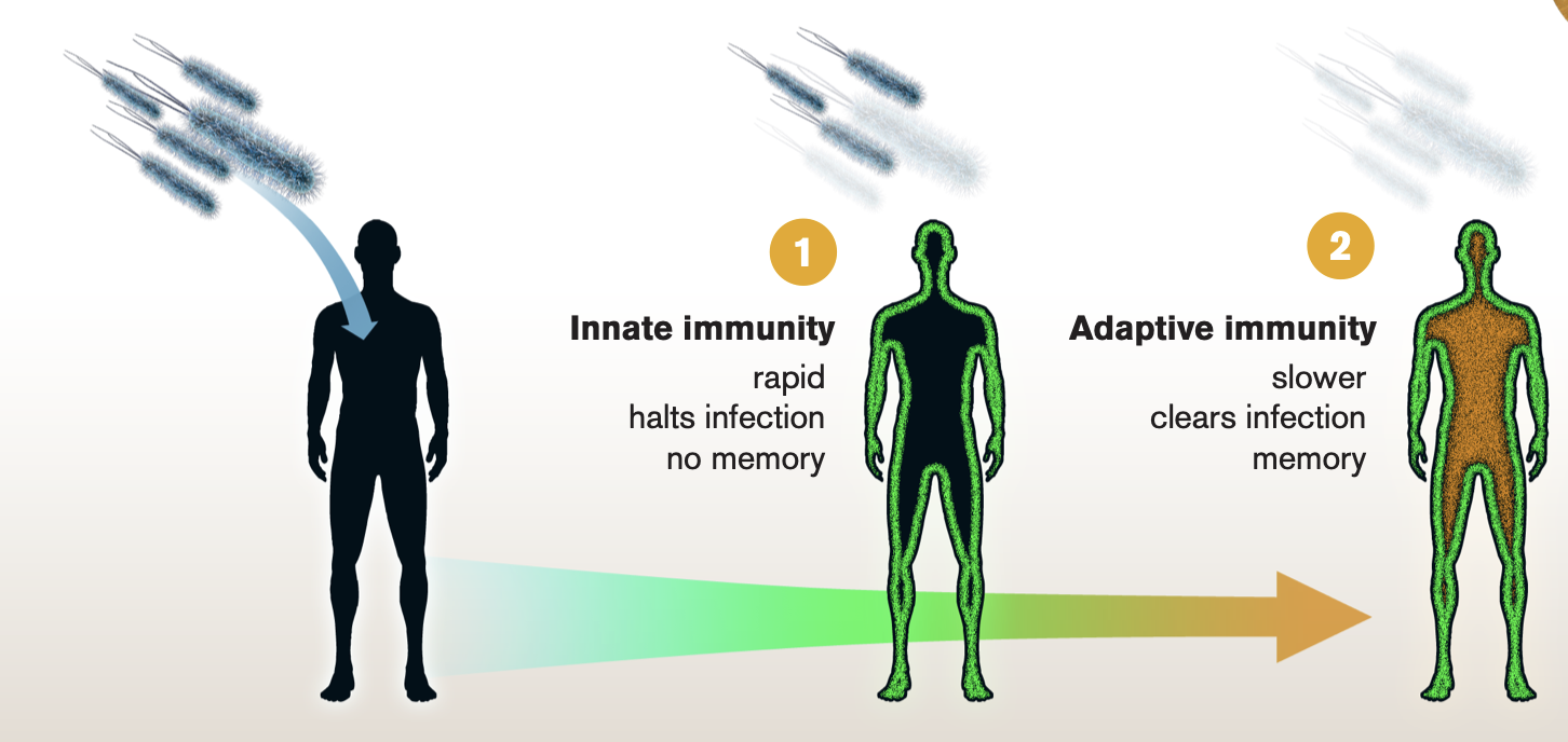 Innate immunity &amp; Adaptive immunity