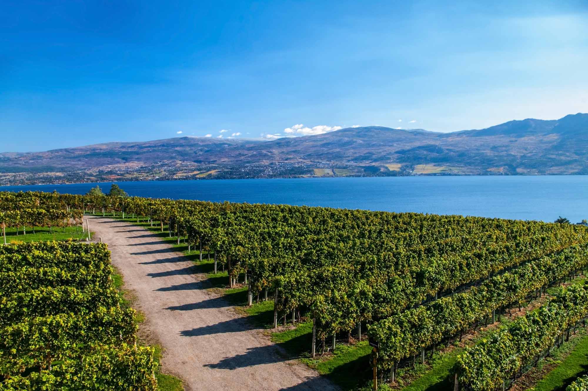 okanagan 와이너리 관련 사진