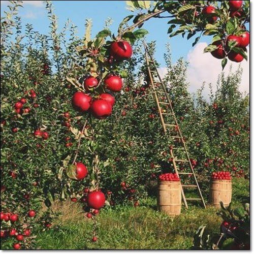 아누카 사과 분말 먹는 법