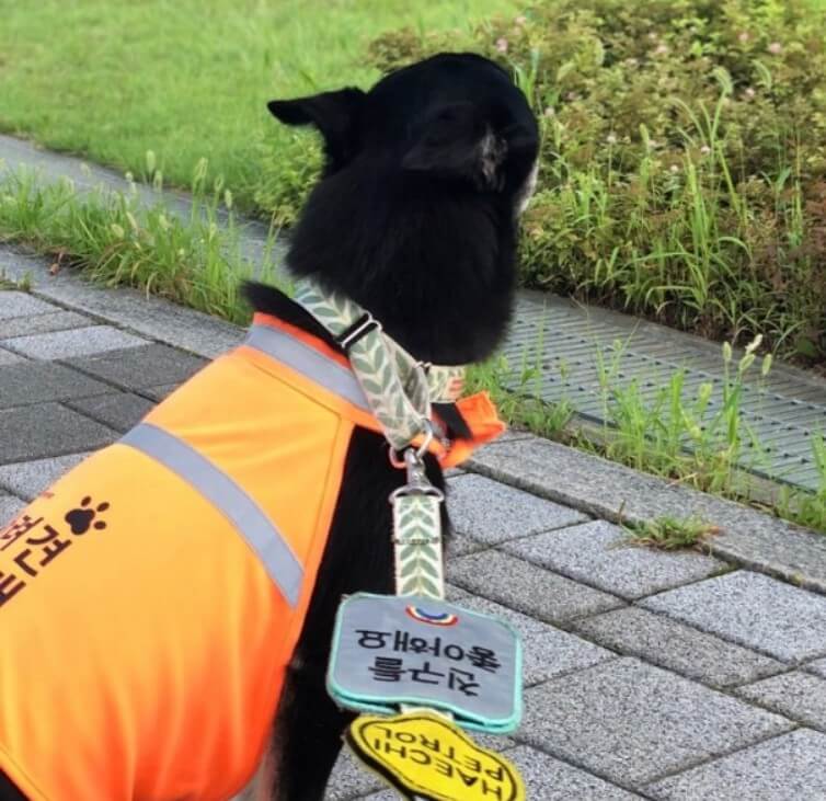 반려견 순찰대인 강아지 사진입니다.