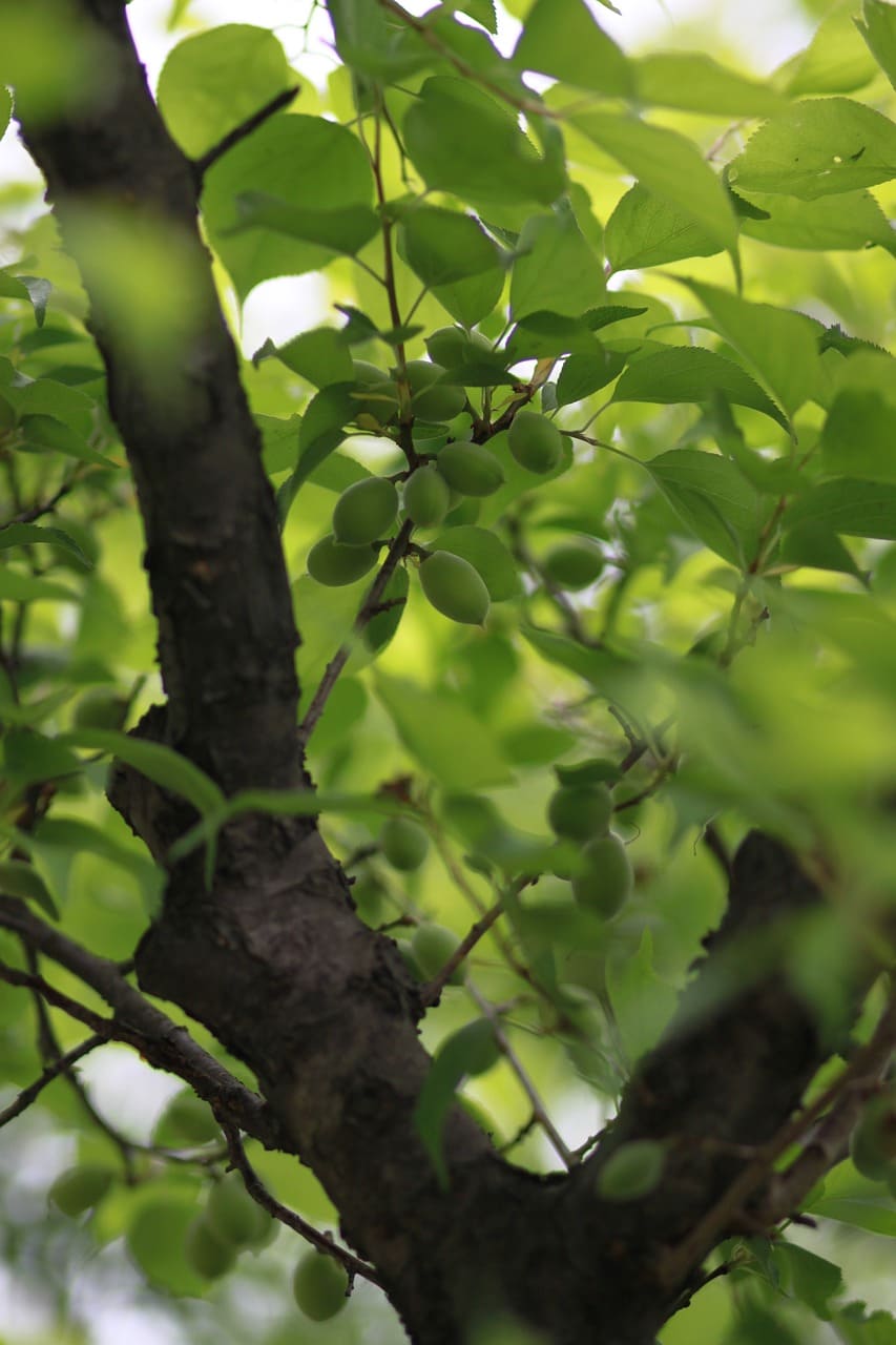 매실액기스 담는법 담그는법 황금비율 유통기한