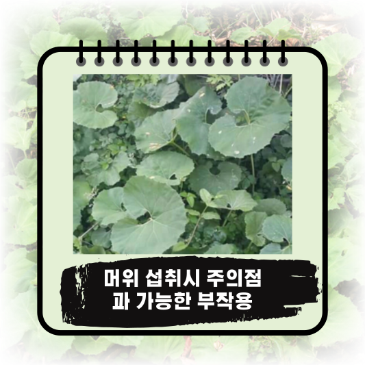 &quot;머위&quot; 자연의 선물!: 채취시기&#44; 영양소&#44; 효능 및 부작용
