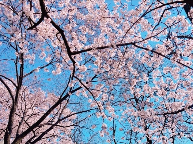 여의도 벚꽃축제