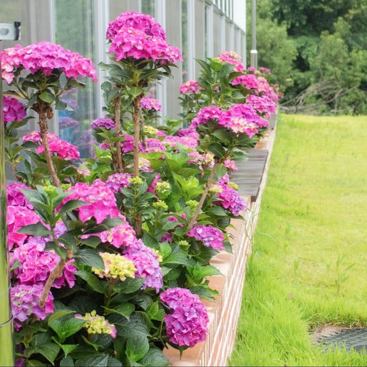 강진수국길축제