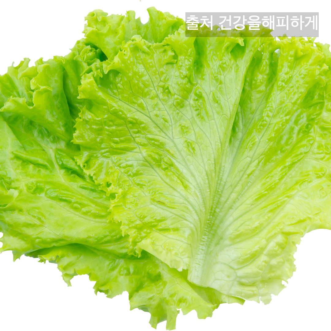 상추의 효능 부작용 칼로리 다이어트할 때 꼭 알아야 할 상극 음식