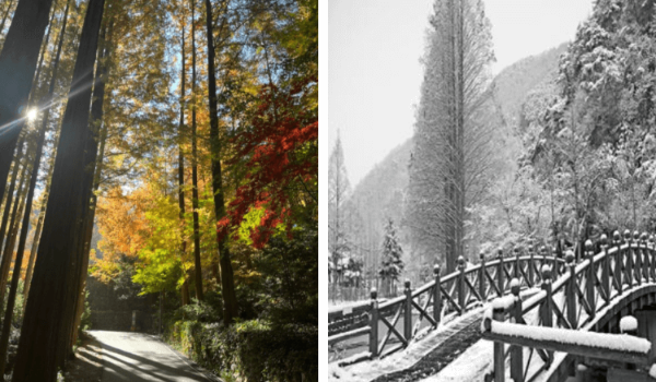 장태산 자연휴양림 메타세쿼이아 단풍과 겨울 풍경