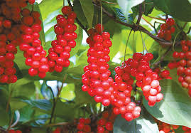 오미자 나무에 달린 오미자 여러송이