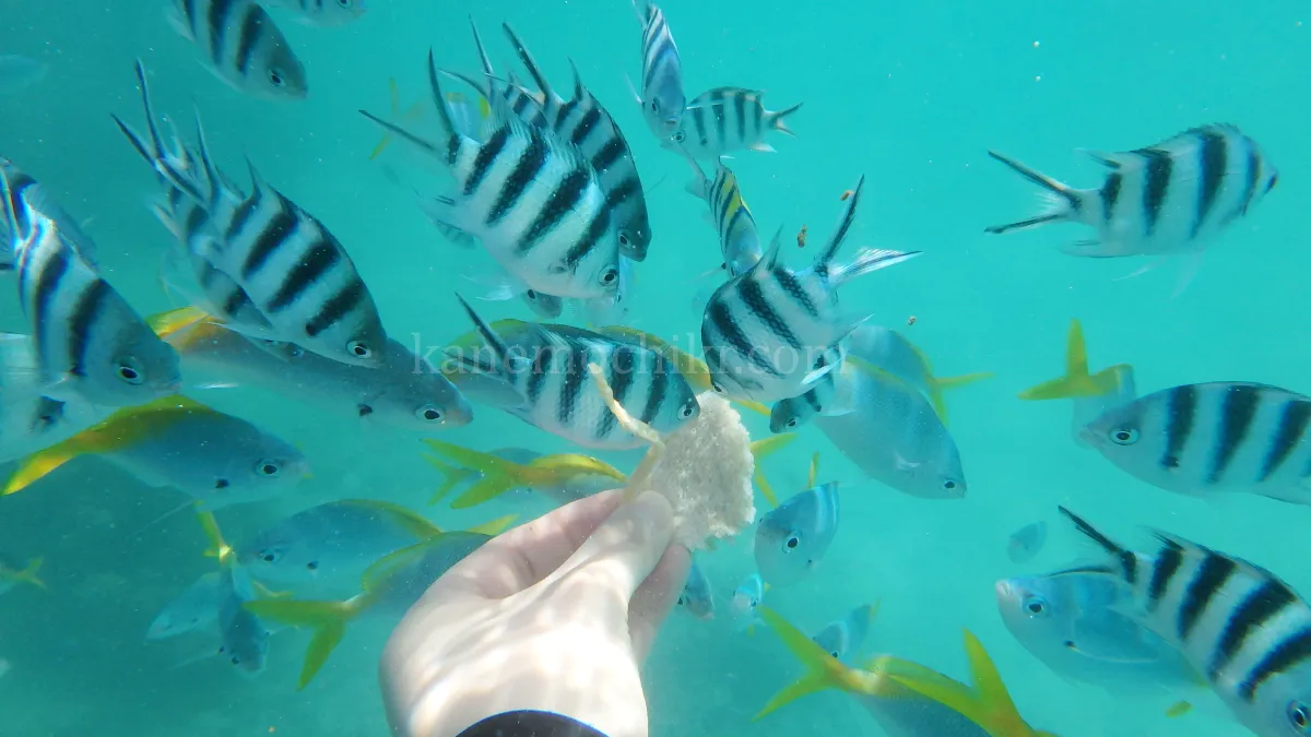 도스팔마스-리조트-스노클링