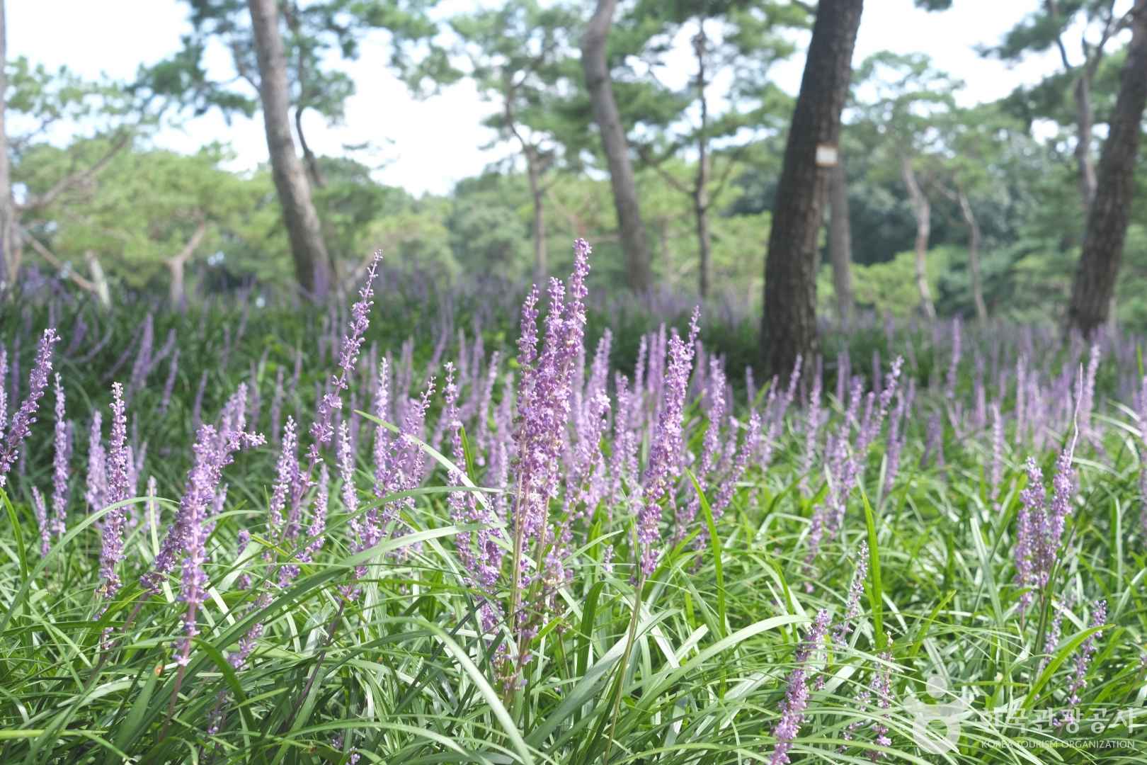 수원 노송공원 맥문동