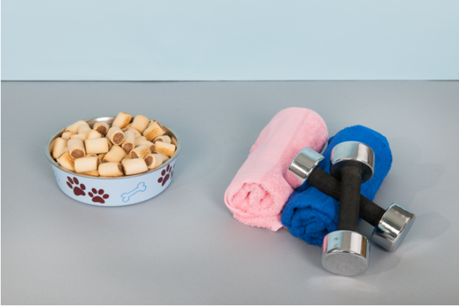 강아지 짖음 해결 (원인 분석, 둔감화 훈련, 환경 관리)