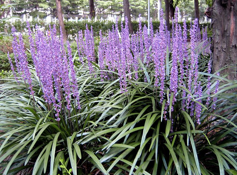 맥문동 효능 5가지 먹는방법 맥문동 차 분말 먹는법 부작용