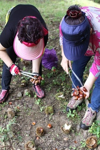아주머니-두분이-머리에는-모자를-쓰고-집게를-이용하여-밤을-줍고있는-모습