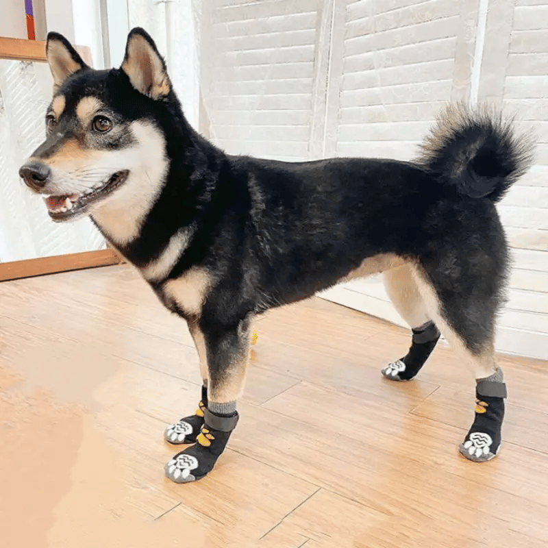 노령견 강아지 미끄럼방지 양말 추천 슬개골 탈구 예방