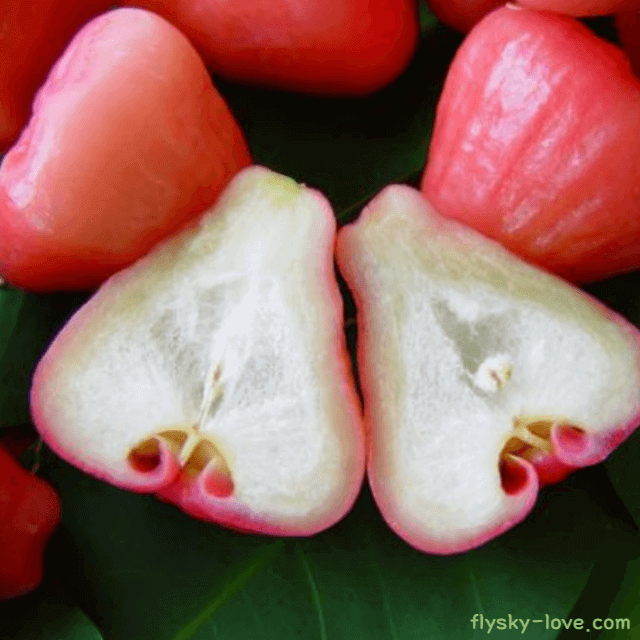 로즈애플 고르는 법