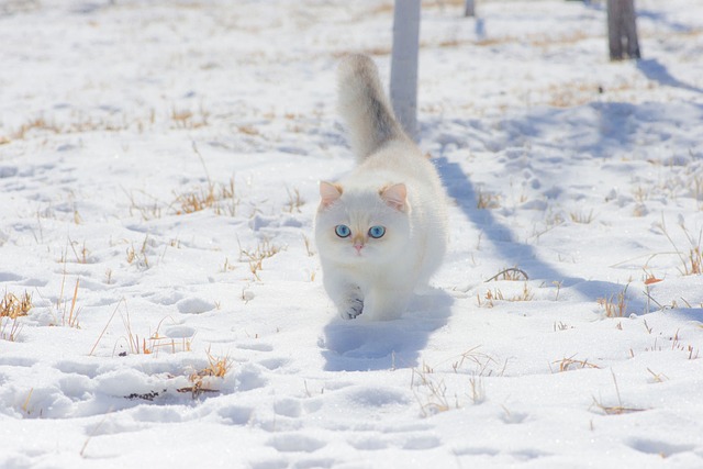 고양이 사료 추천 및 주의사항