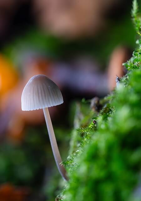 균사와 균사체의 구조 : 진균의 생장 전략을 들여다보다