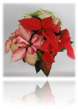 포인세티아