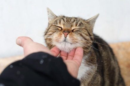 주인과 고양이의 스킨십.