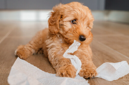 강아지 사진/출처:어도비스톡