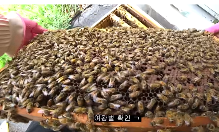 벌통 쪼개기: 여왕벌이 따라가면 '조지는' 겁니다
