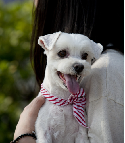 반려동물 여권 발급과 해외여행 준비 절차 - 출국 전 꼭 확인해야 할 체크리스트