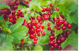 작은빨간열매가 주렁주렁 열려있는 나무 사진