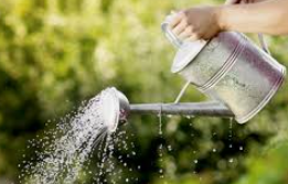 군자란 관리법 알아보기