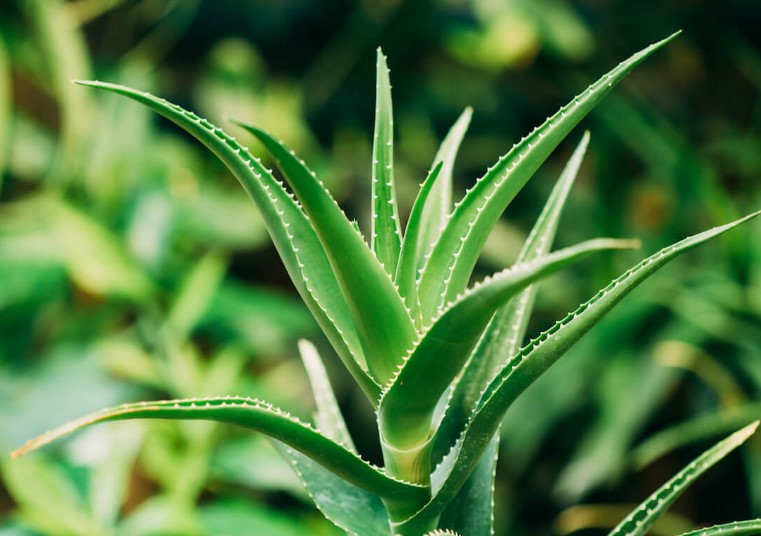 변비에 좋은 음식