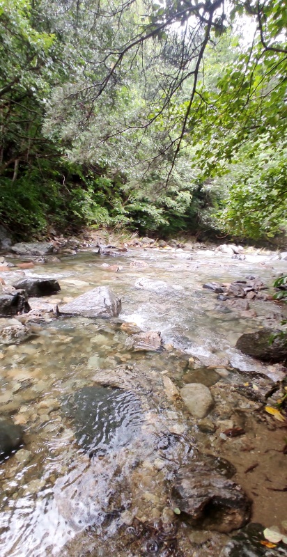 투명해서 안이 다 비치는 계곡물