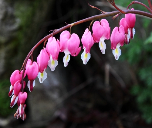 가을에 피는 꽃 금강초롱꽃