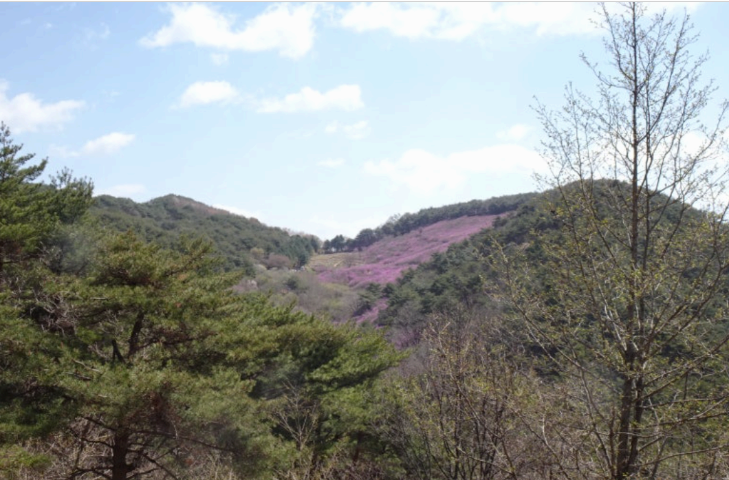 [4월 축제]화왕산 진달래❘4월 둘째주 주말 개화 상황, 방문 후기, 교통편, 맛집