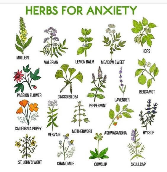 약용식물관리사