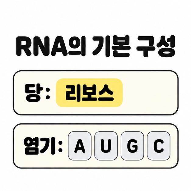 RNA의 기본 구성인 리보스 당과 A, U, G, C 염기를 두 줄로 정리한 이미지