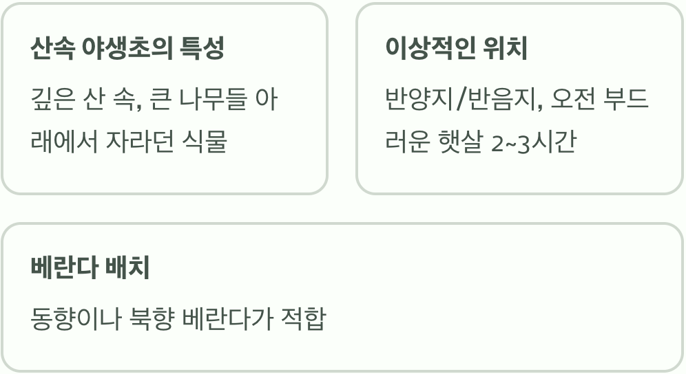 어수리의 고향, 반그늘 숲속을 기억하세요