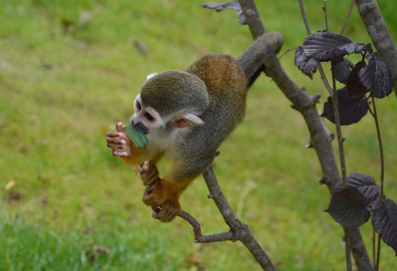 2025년 7월 원숭이띠(申띠) 운세