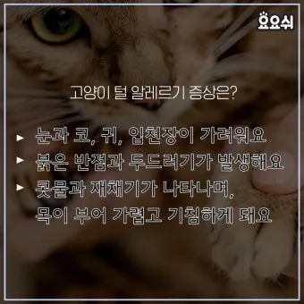 고양이 털 알레르기 완화 방법과 생활 관리 팁_2