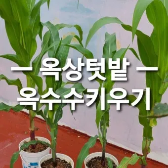 옥수수 키우는 법 품종 파종 수분수 당도 올리는 비결_6