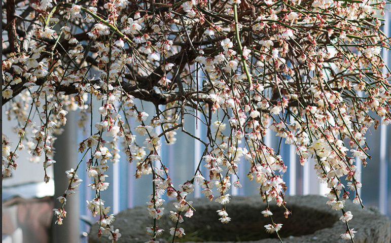 안산 식물원 매화&amp;#44; 카페 정보