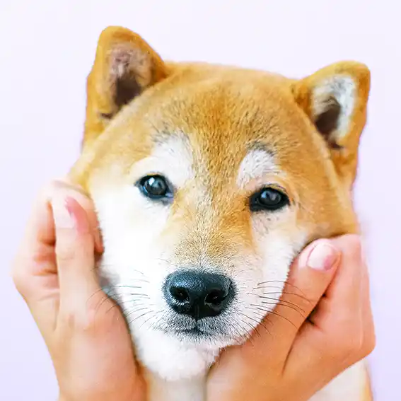 반려견 등록 대상 기준
