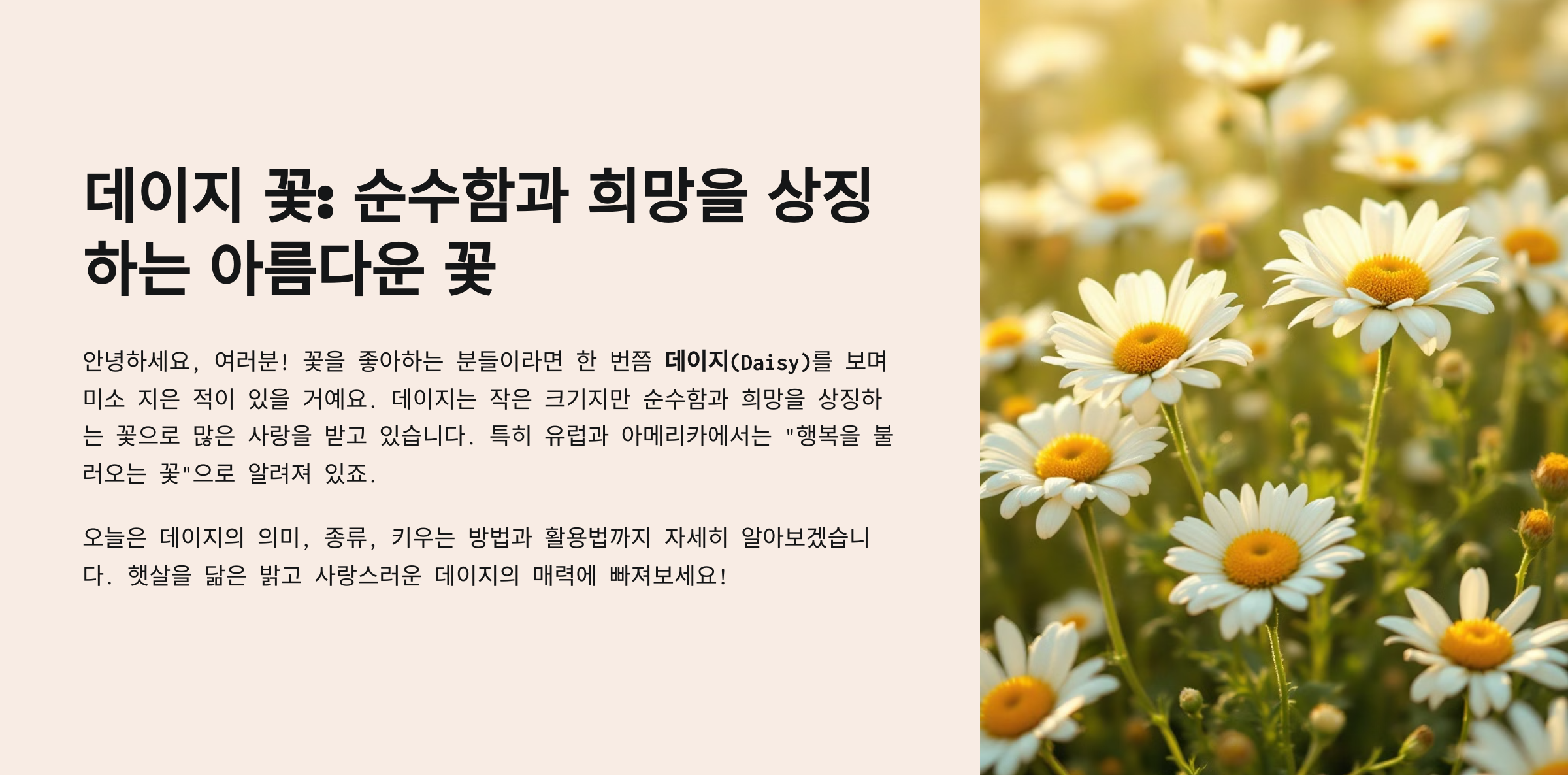 데이지 꽃
