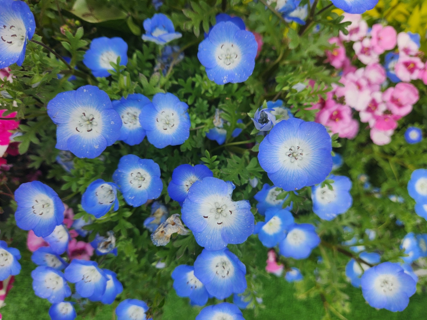 #평택 맛집&amp;#44; #평택조리고&amp;#44; #조리고본점&amp;#44; #평택코다리조림&amp;#44; #시래기코다리조림&amp;#44; #평택가족외식&amp;#44; #평택점심맛