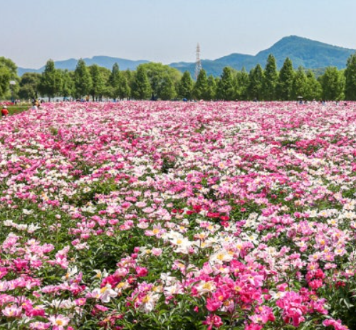 합천 작약 축제 